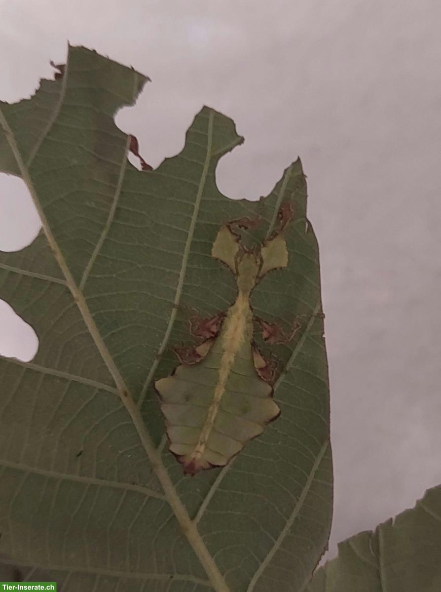 Bild 4: Phyllium giganteum, Grosses Wandelndes Blatt