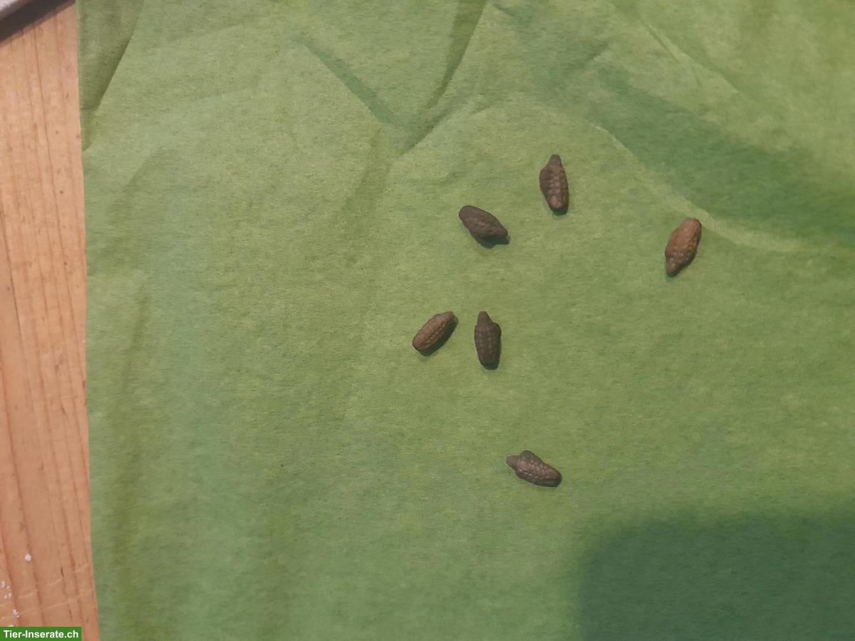 Bild 5: Phyllium giganteum, Grosses Wandelndes Blatt