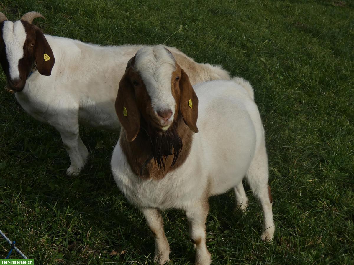 Reinrassiger Burenziegenbock zu verkaufen