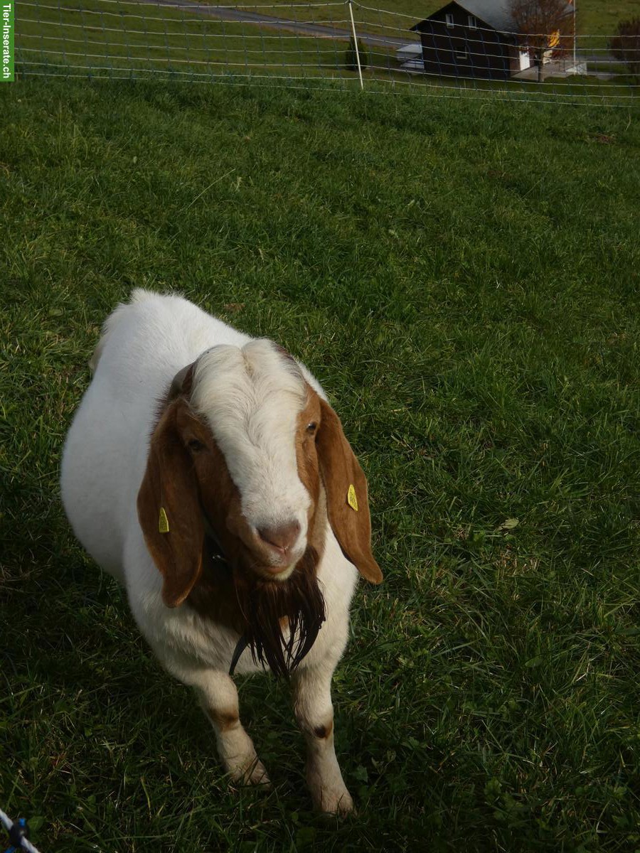 Bild 2: Reinrassiger Burenziegenbock zu verkaufen