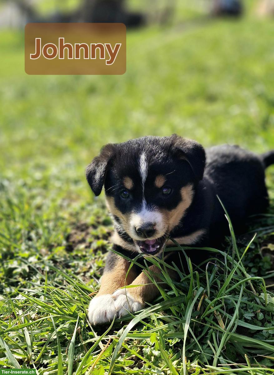 Süsse Border Collie x Appenzeller Welpen suchen liebes Zuhause