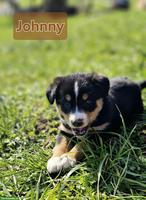 Süsse Border Collie x Appenzeller Welpen suchen liebes Zuhause