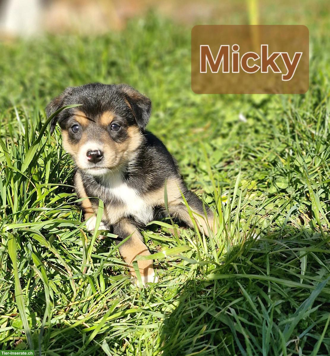 Bild 2: Süsse Border Collie x Appenzeller Welpen suchen liebes Zuhause