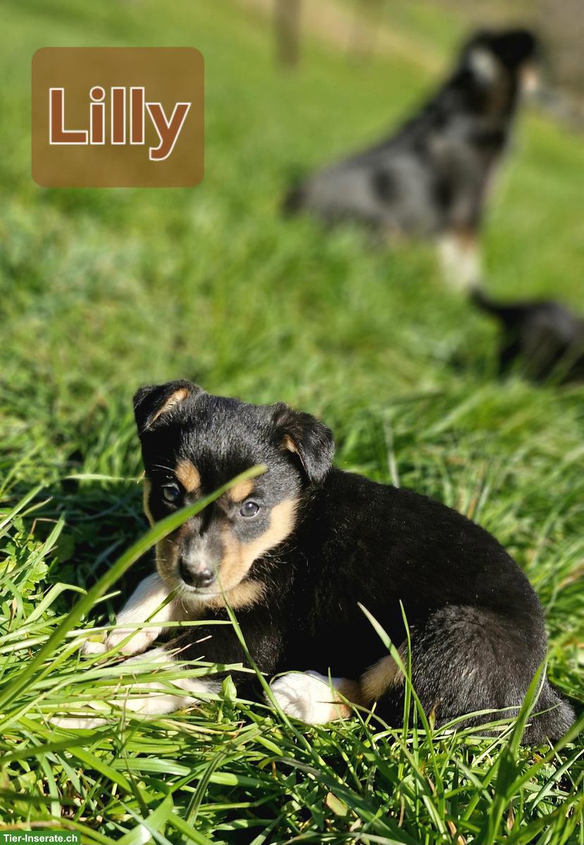 Bild 3: Süsse Border Collie x Appenzeller Welpen suchen liebes Zuhause