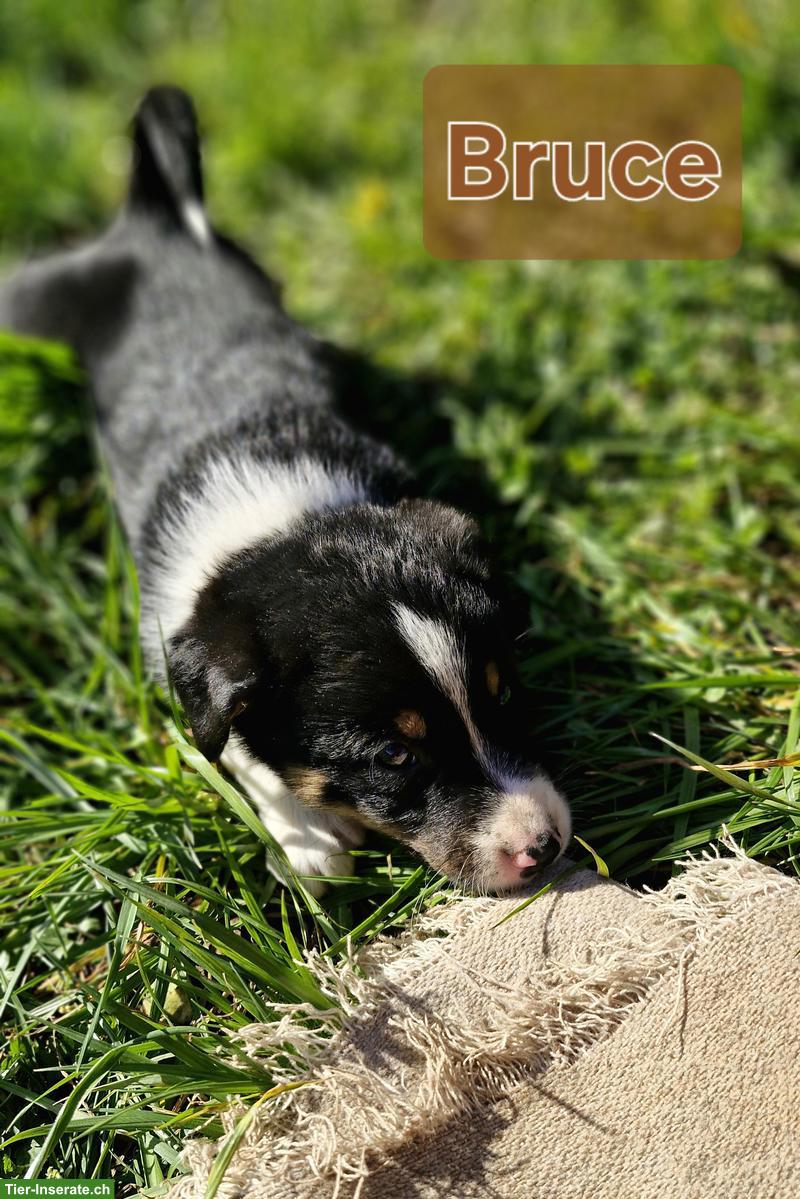 Bild 5: Süsse Border Collie x Appenzeller Welpen suchen liebes Zuhause