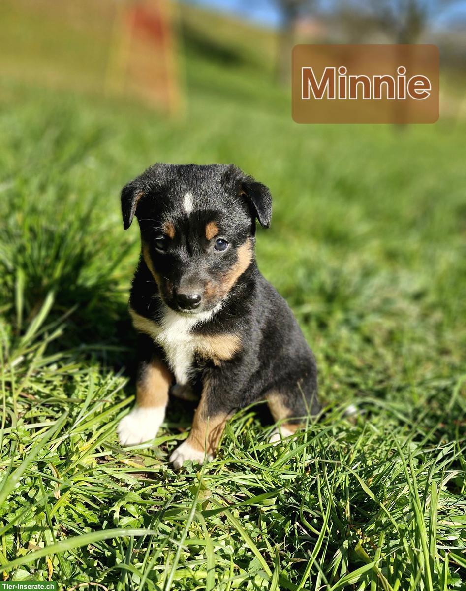 Bild 6: Süsse Border Collie x Appenzeller Welpen suchen liebes Zuhause
