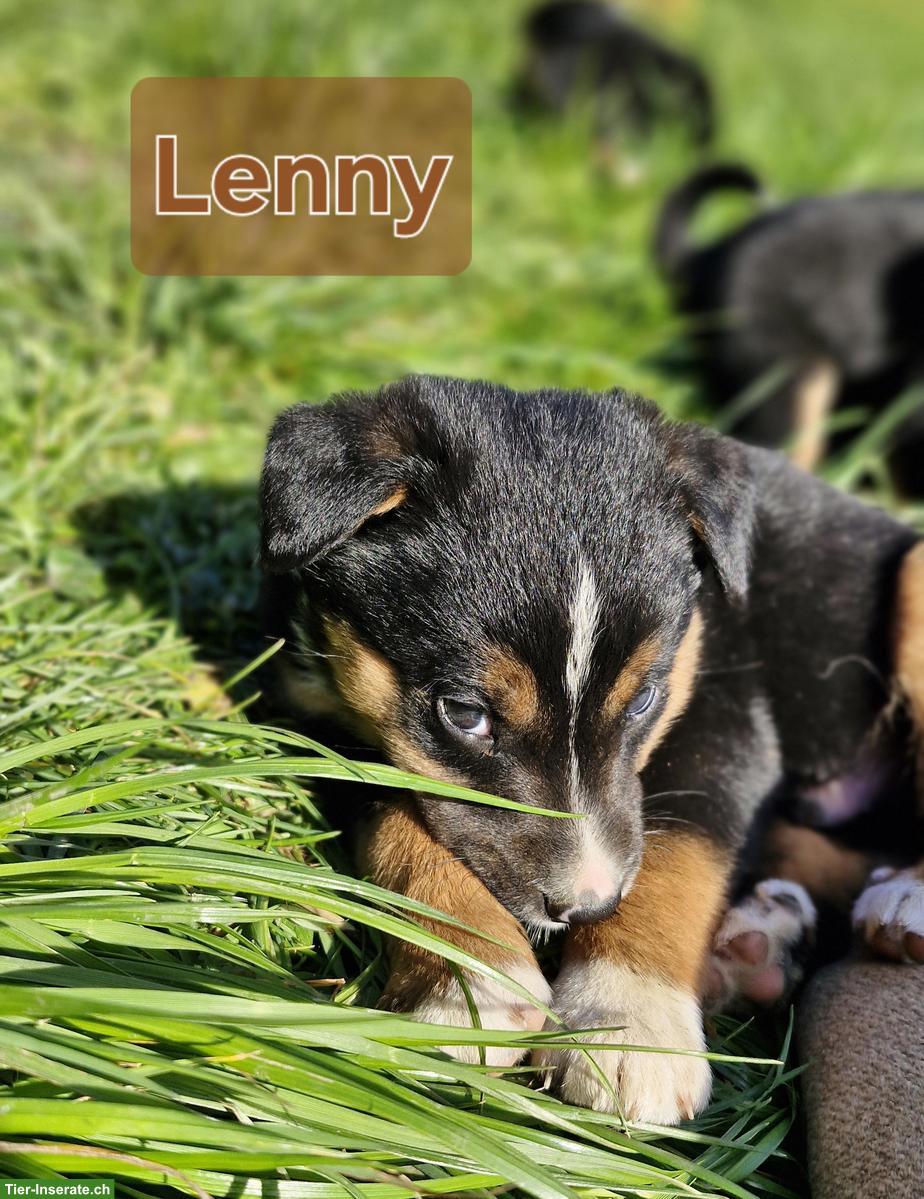 Bild 7: Süsse Border Collie x Appenzeller Welpen suchen liebes Zuhause