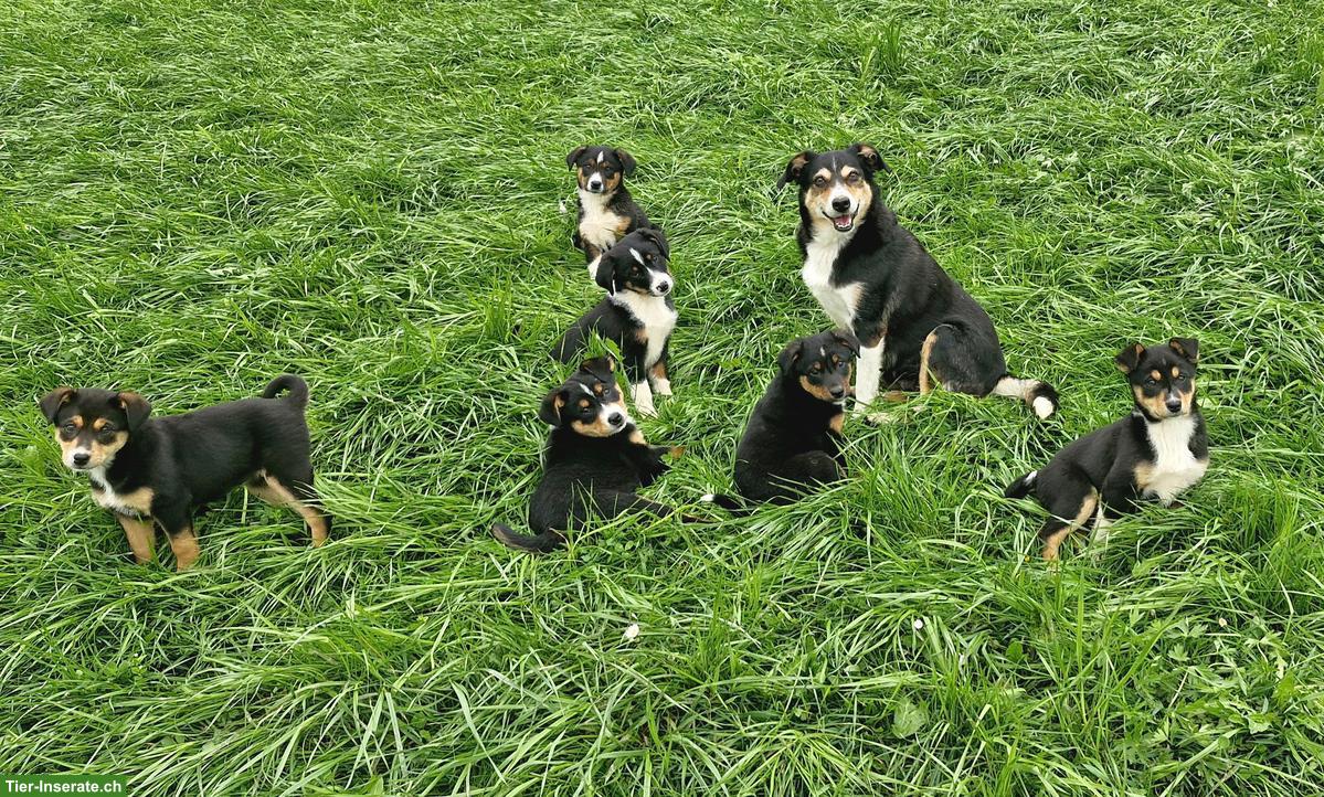 Bild 8: Süsse Border Collie x Appenzeller Welpen suchen liebes Zuhause