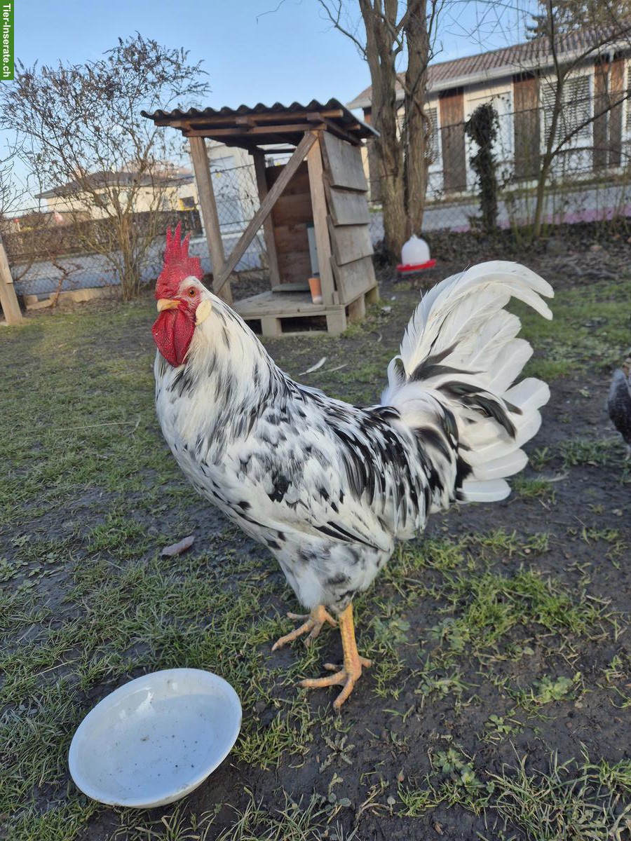 Exchequer Leghorn Güggel zu verschenken
