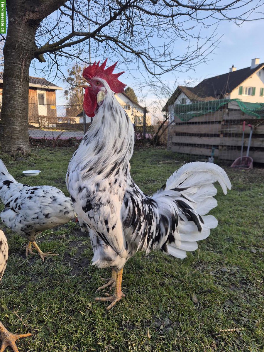 Bild 2: Exchequer Leghorn Güggel zu verschenken