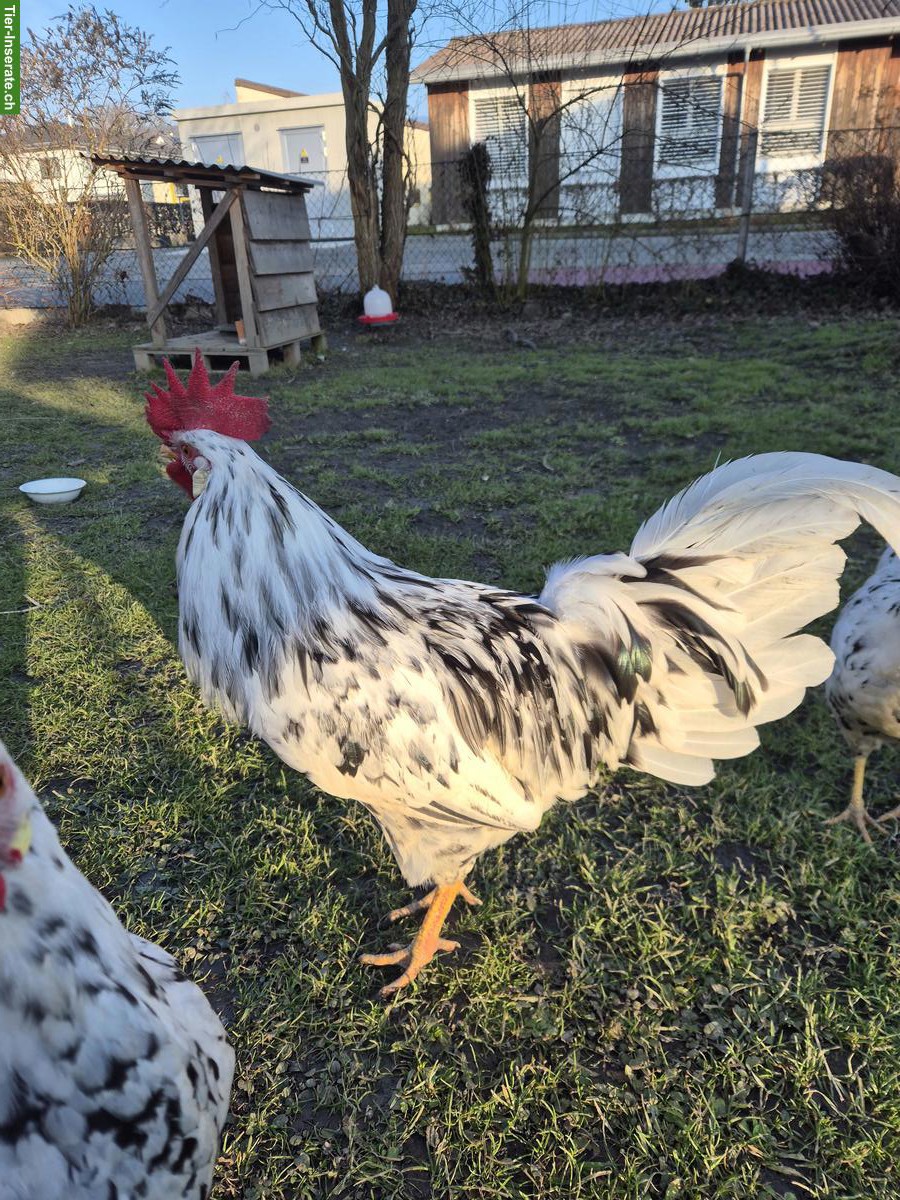 Bild 4: Exchequer Leghorn Güggel zu verschenken