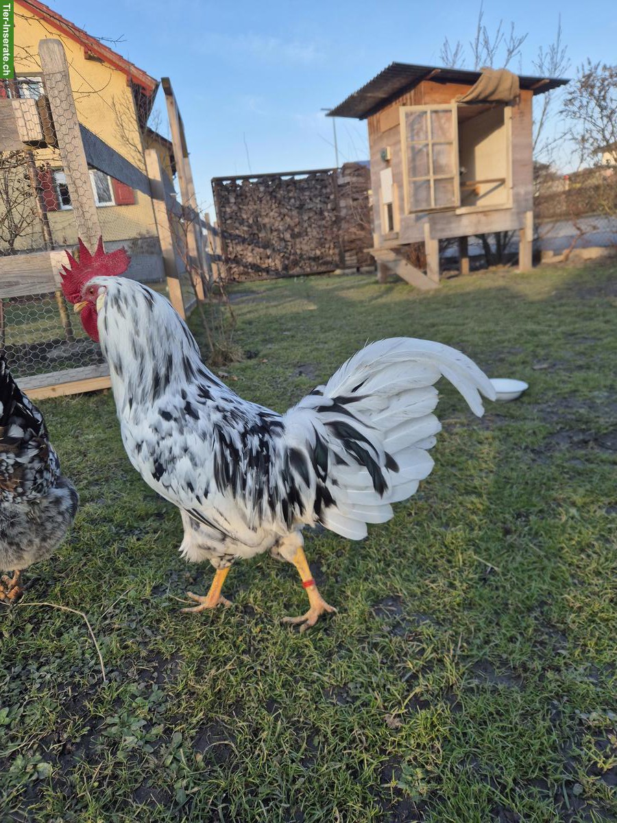 Bild 5: Exchequer Leghorn Güggel zu verschenken