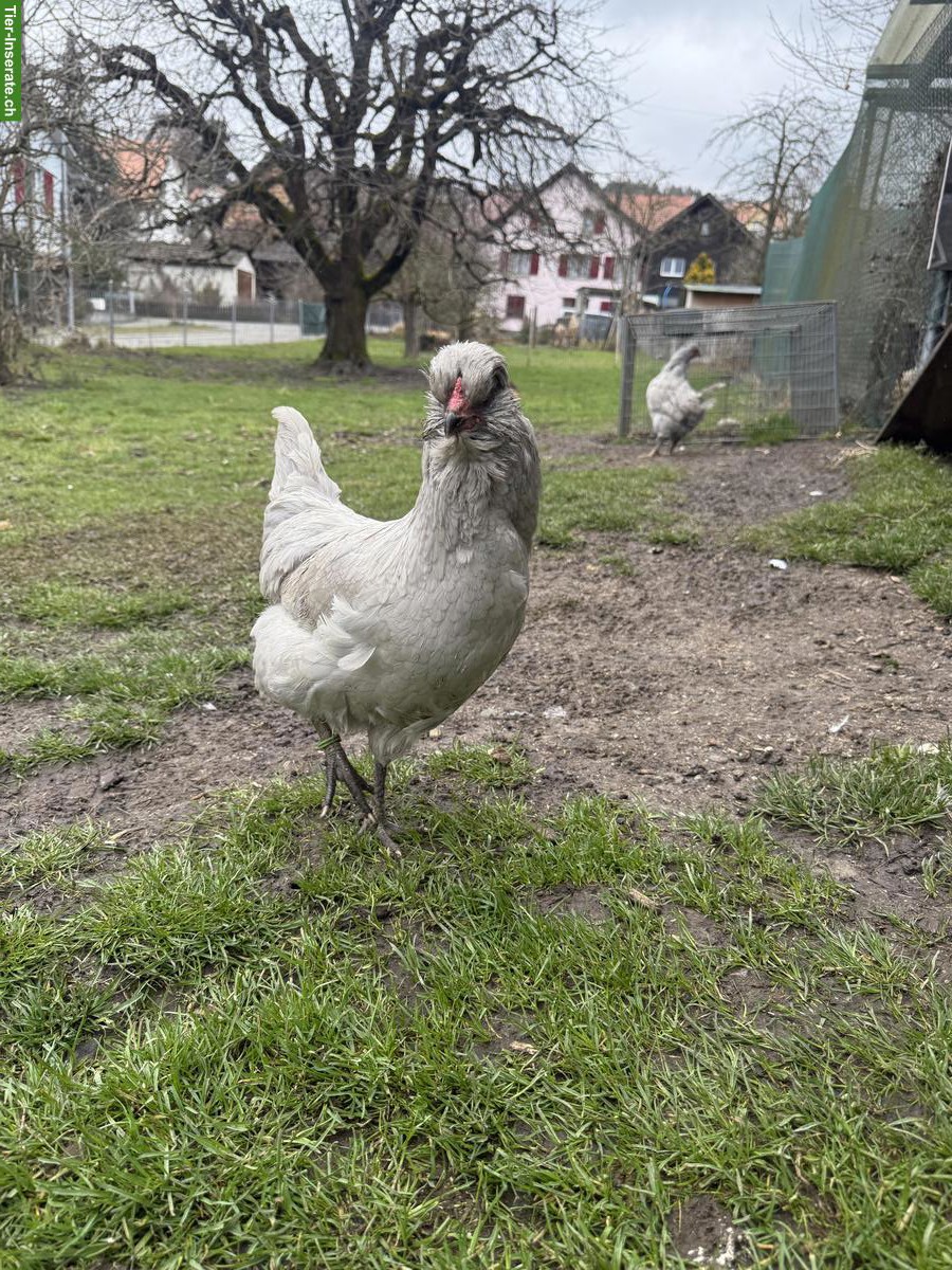 Lavender Araucana Hühner zu verkaufen