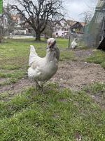 Lavender Araucana Hühner zu verkaufen