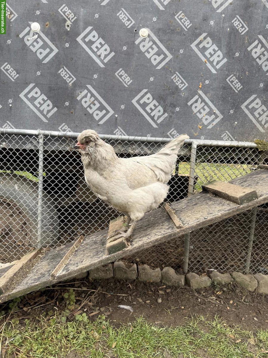 Bild 2: Lavender Araucana Hühner zu verkaufen