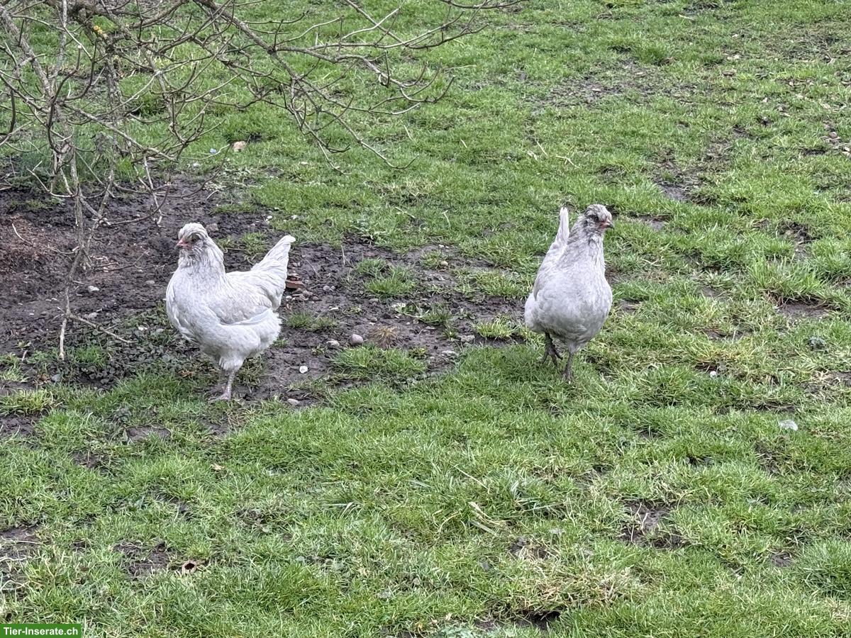 Bild 3: Lavender Araucana Hühner zu verkaufen