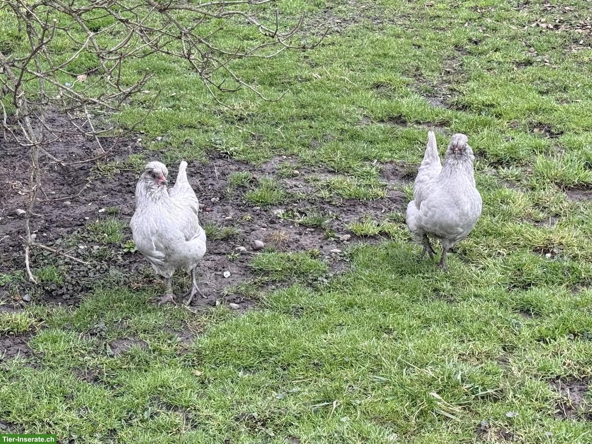 Bild 4: Lavender Araucana Hühner zu verkaufen
