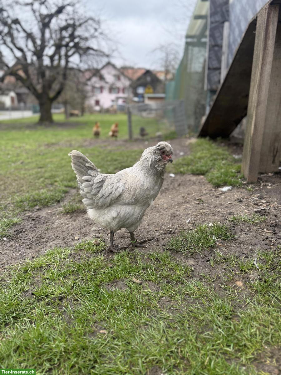 Bild 5: Lavender Araucana Hühner zu verkaufen