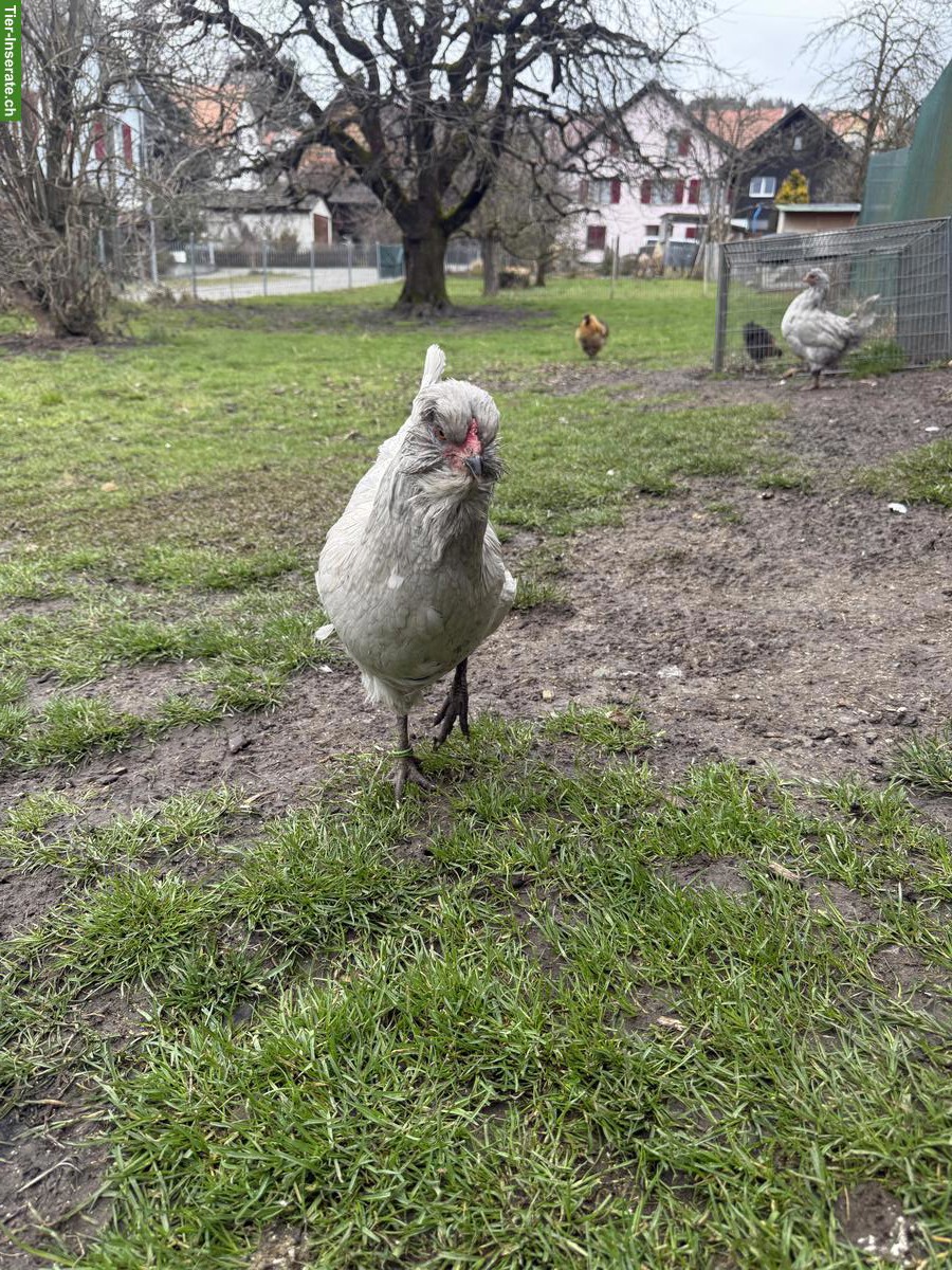 Bild 6: Lavender Araucana Hühner zu verkaufen