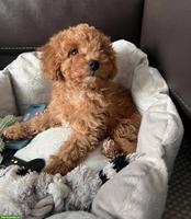 Hübscher Zwergpudel Welpe, männlich zu verkaufen