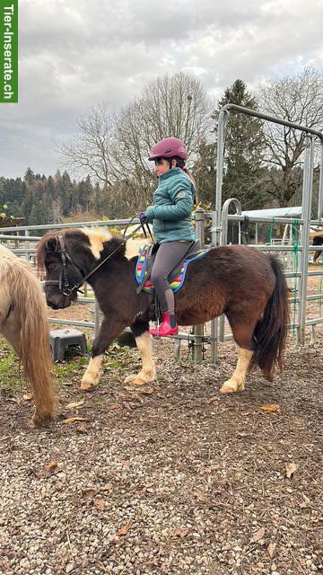 Junge hübsche Shetty Stute, gut gearbeitet, vielseitig ausgebildet