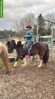 Junge hübsche Shetty Stute, gut gearbeitet, vielseitig ausgebildet