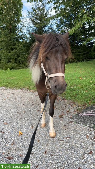 Bild 2: Junge hübsche Shetty Stute, gut gearbeitet, vielseitig ausgebildet