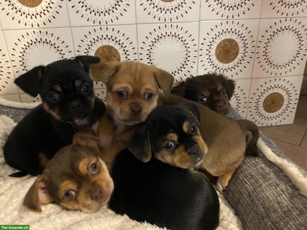 Chihuahua x Pekingese Mischlingswelpen suchen liebes Zuhause