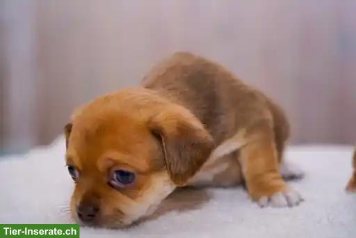 Bild 2: Chihuahua x Pekingese Mischlingswelpen suchen liebes Zuhause