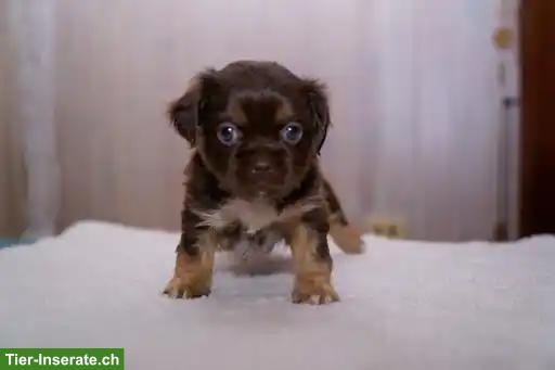 Bild 3: Chihuahua x Pekingese Mischlingswelpen suchen liebes Zuhause