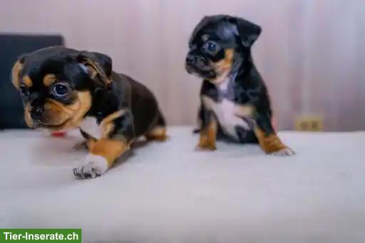 Bild 4: Chihuahua x Pekingese Mischlingswelpen suchen liebes Zuhause