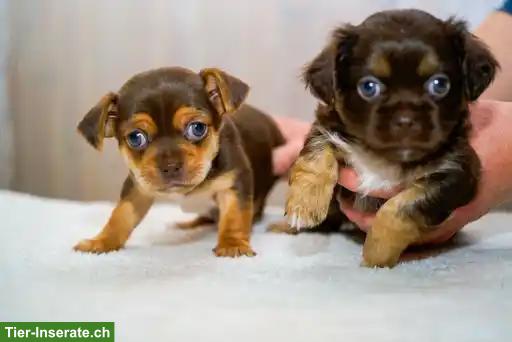 Bild 5: Chihuahua x Pekingese Mischlingswelpen suchen liebes Zuhause