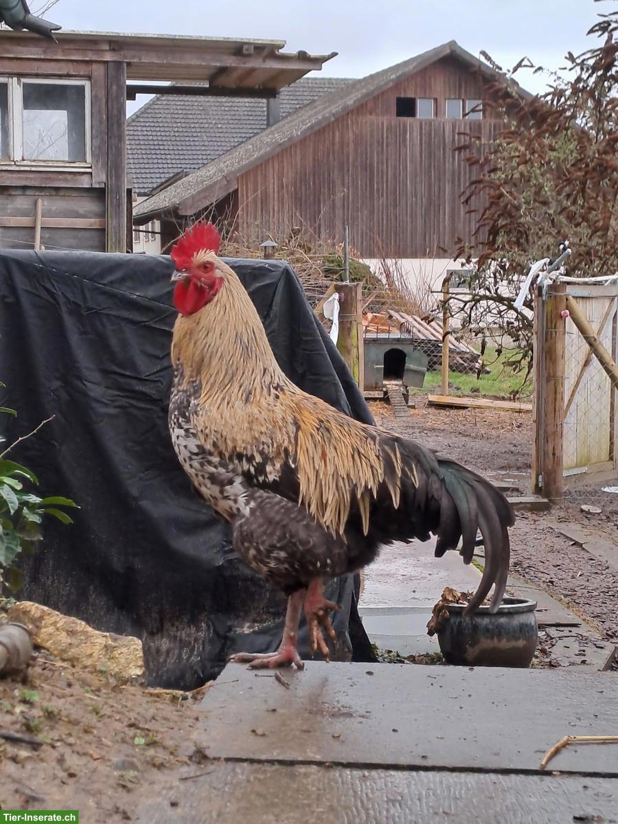 Junger Hahn vom letzten August/Oktober gratis abzugeben