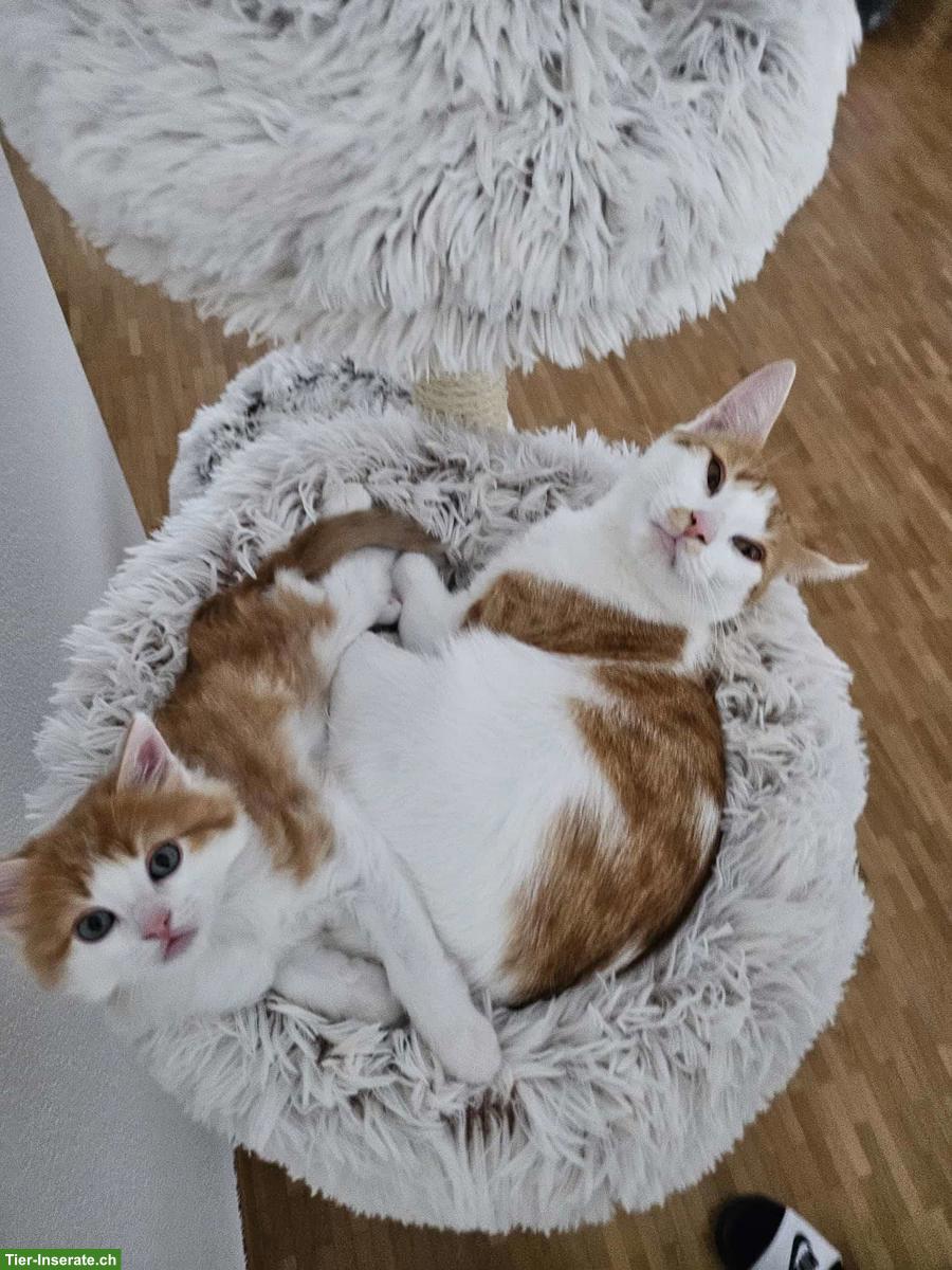 Katzen Kira und Simba suchen ein liebes Zuhause