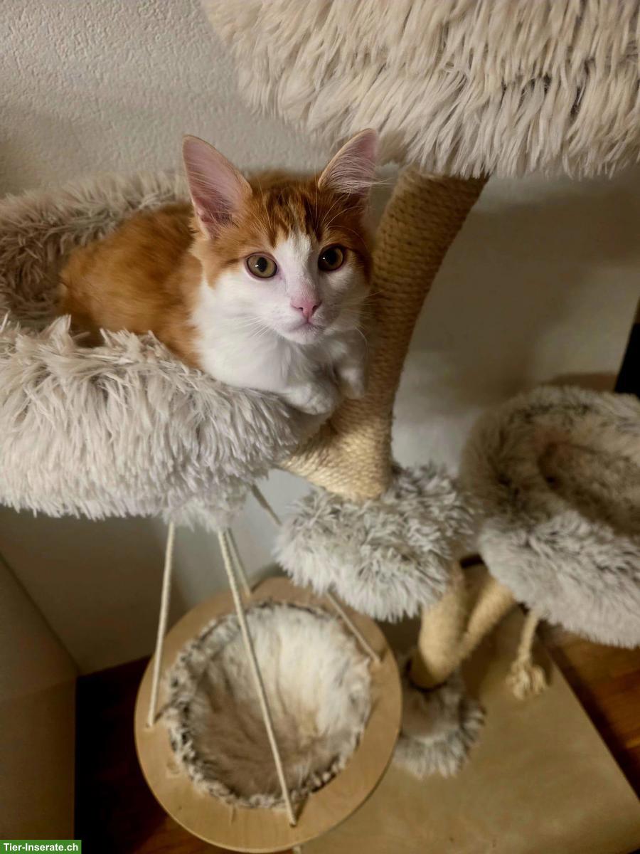 Bild 3: Katzen Kira und Simba suchen ein liebes Zuhause