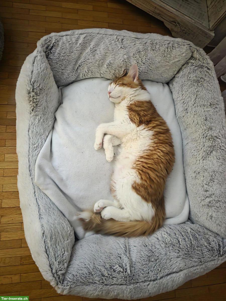 Bild 4: Katzen Kira und Simba suchen ein liebes Zuhause