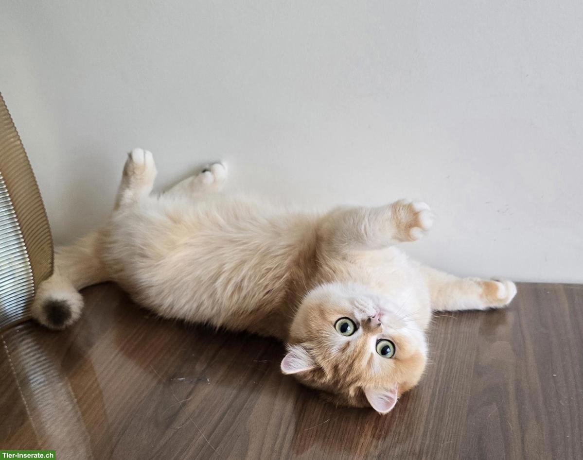 Bild 2: Reinrassiges BKH Kätzchen, weiblich suchen neues Zuhause