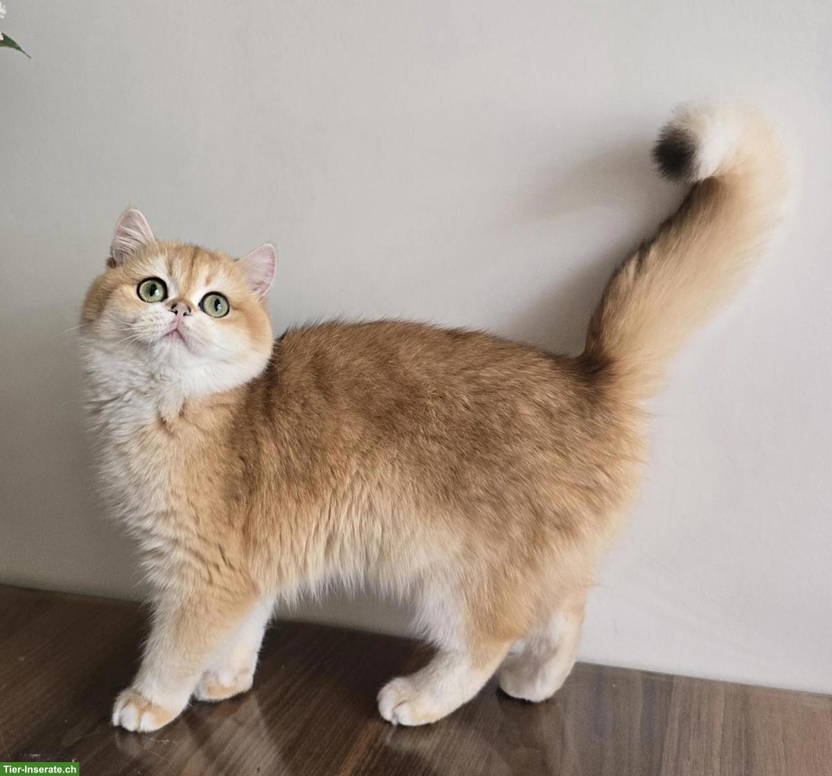 Bild 3: Reinrassiges BKH Kätzchen, weiblich suchen neues Zuhause