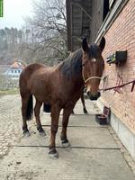Schöner, grosser Freiberger Wallach, ca. 162cm