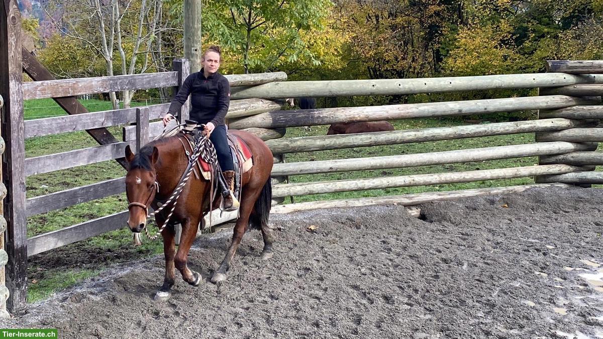Bild 2: Schöner, grosser Freiberger Wallach, ca. 162cm