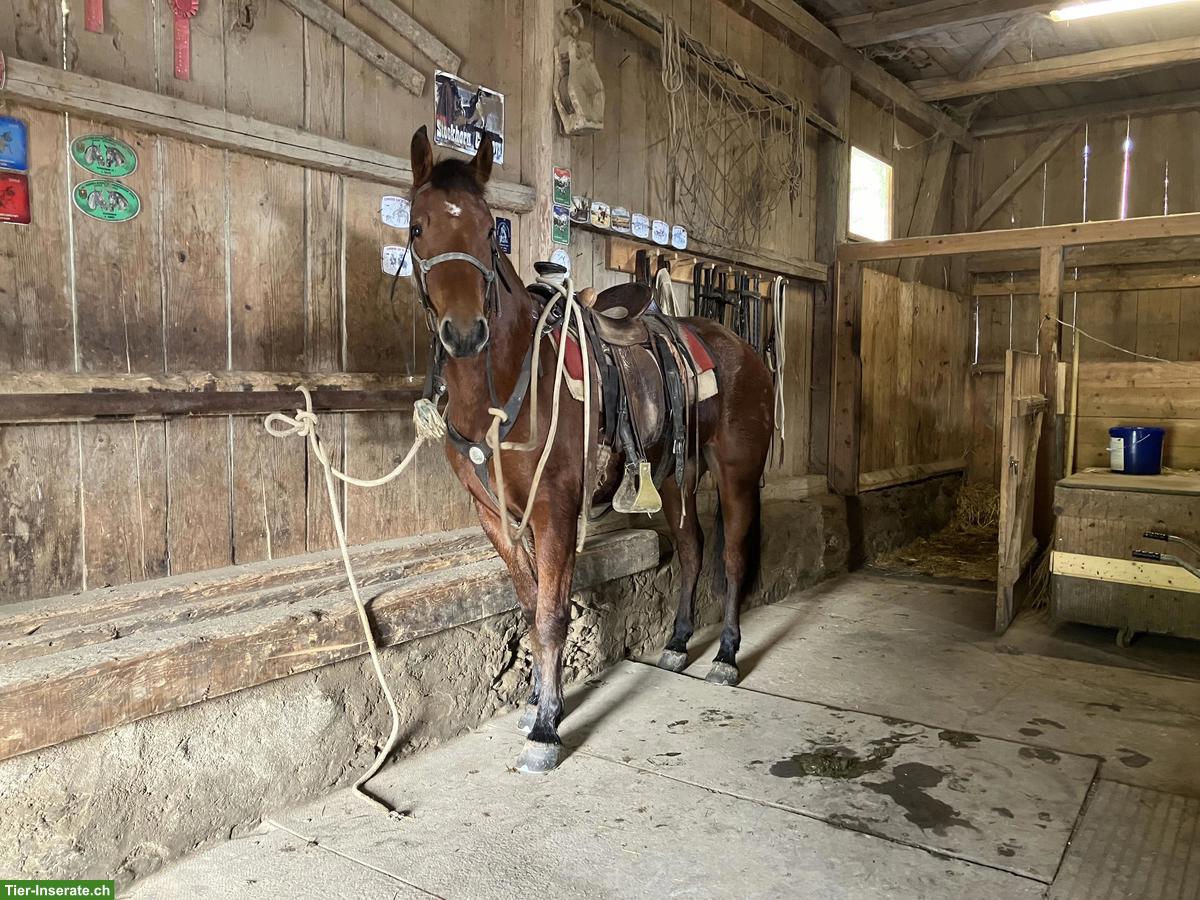 Bild 4: Schöner, grosser Freiberger Wallach, ca. 162cm