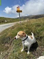 Suche Ferienbetreuung für Kleinhund im Juli