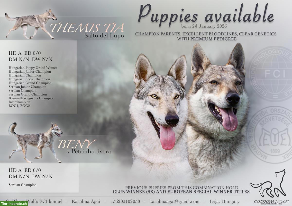 Tschechoslowakische Wolfshunde / czechoslovakian wolfdog