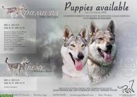 Tschechoslowakische Wolfshunde / czechoslovakian wolfdog