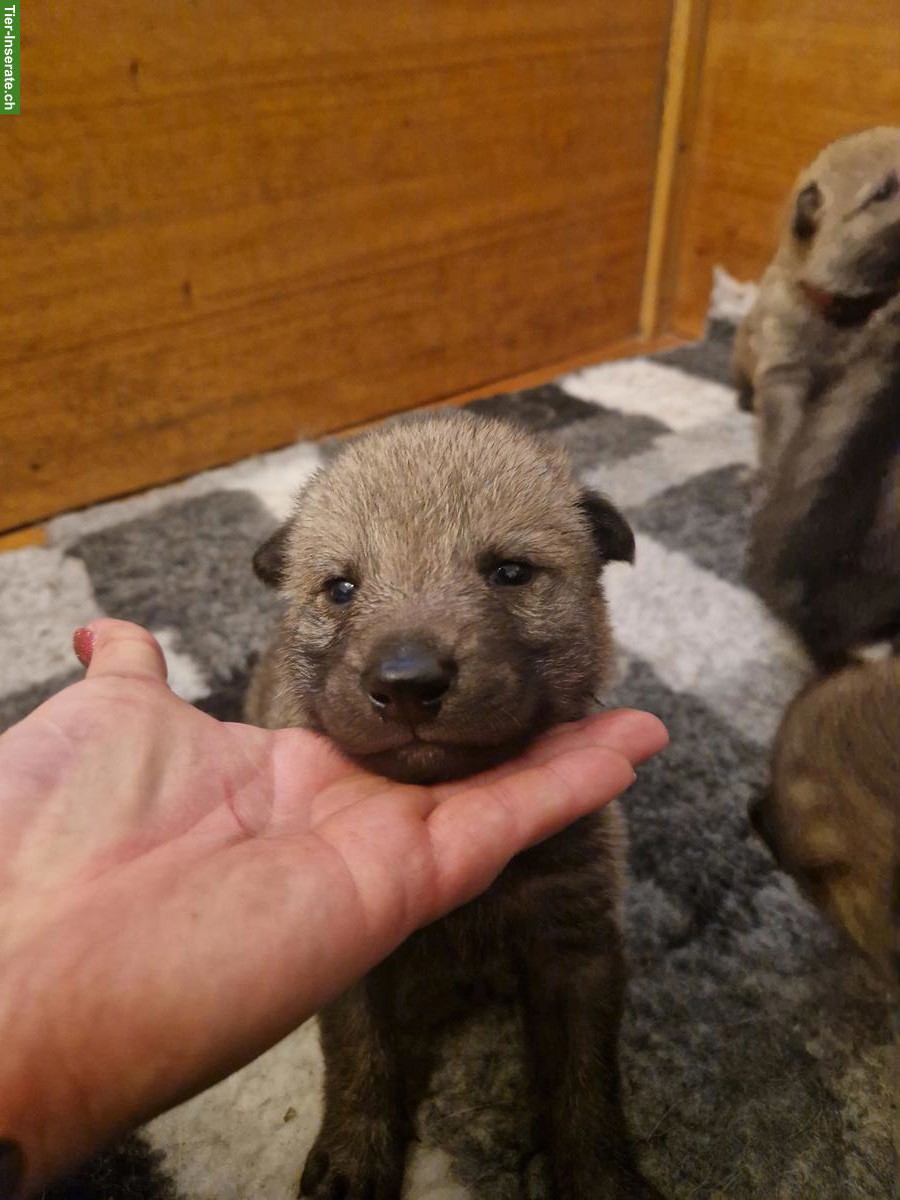 Bild 3: Tschechoslowakische Wolfshunde / czechoslovakian wolfdog