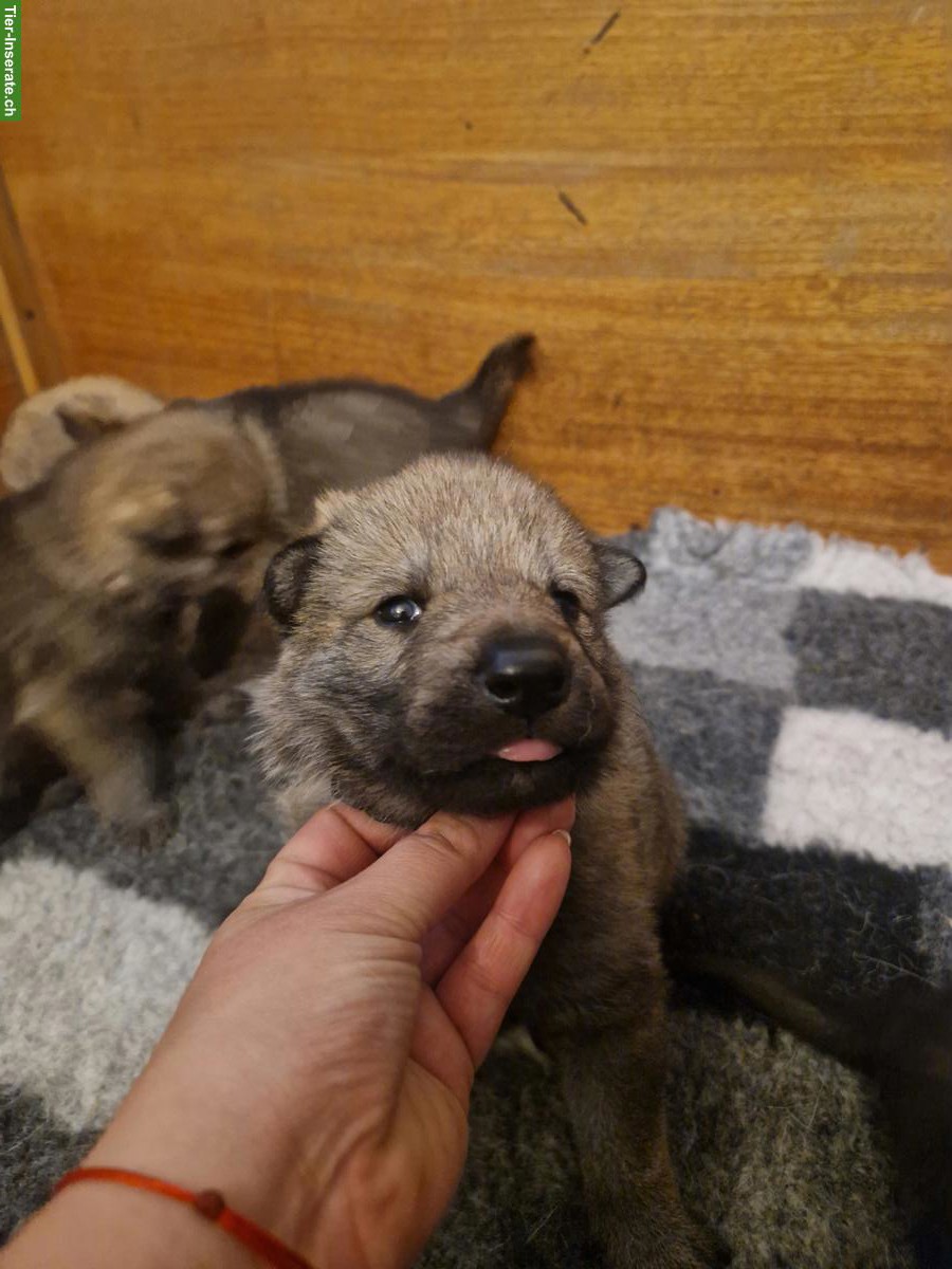 Bild 4: Tschechoslowakische Wolfshunde / czechoslovakian wolfdog