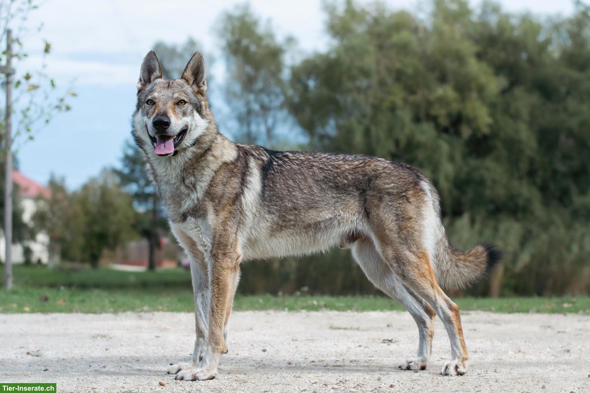 Bild 6: Tschechoslowakische Wolfshunde / czechoslovakian wolfdog