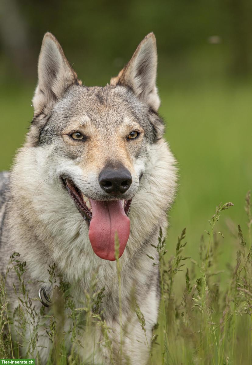 Bild 7: Tschechoslowakische Wolfshunde / czechoslovakian wolfdog