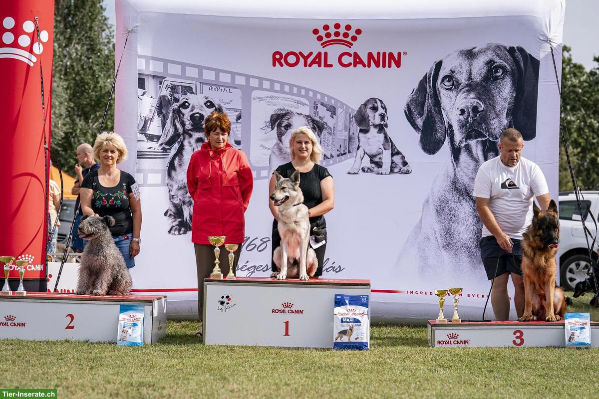 Bild 8: Tschechoslowakische Wolfshunde / czechoslovakian wolfdog