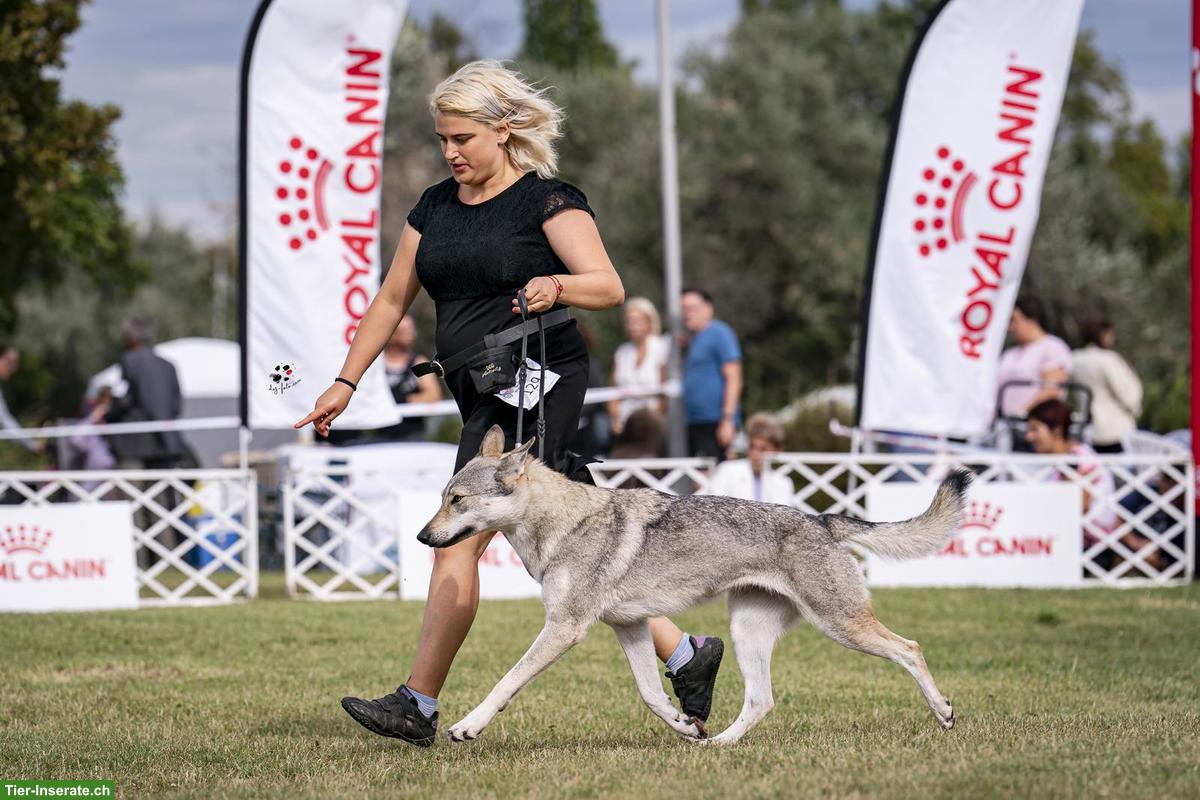 Bild 9: Tschechoslowakische Wolfshunde / czechoslovakian wolfdog